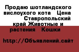 Продаю шотландского вислоухого кота › Цена ­ 2 000 - Ставропольский край Животные и растения » Кошки   